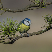 Buy canvas prints of Blue Tit by Angela H