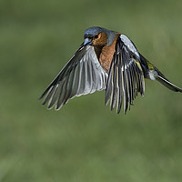Buy canvas prints of Chaffinch In Flight by Angela H