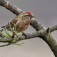 Buy canvas prints of Redpoll by Angela H