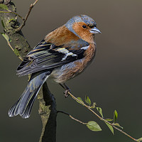Buy canvas prints of Chaffinch by Angela H
