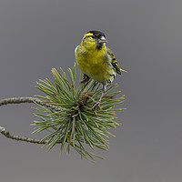Buy canvas prints of Siskin by Angela H