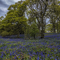 Buy canvas prints of Bluebell Wood by Angela H
