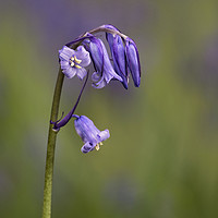 Buy canvas prints of Bluebell by Angela H
