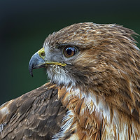 Buy canvas prints of Red-tailed Hawk by Angela H
