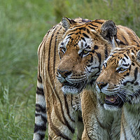 Buy canvas prints of Two Tigers by Angela H