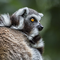 Buy canvas prints of Ring-tailed Lemur by Angela H