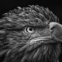 Buy canvas prints of White-tailed Sea Eagle by Angela H