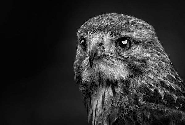 Lanner Falcon Framed Print by Angela H