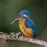 Buy canvas prints of Kingfisher by Angela H