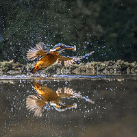 Buy canvas prints of Kingfisher with fish by Angela H