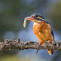 Buy canvas prints of Kingfisher by Angela H
