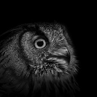 Buy canvas prints of Eurasian Eagle Owl by Angela H