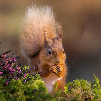 Buy canvas prints of Red Squirrel by Angela H