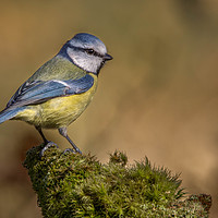 Buy canvas prints of Blue Tit by Angela H