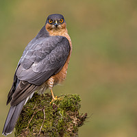 Buy canvas prints of Sparrowhawk by Angela H