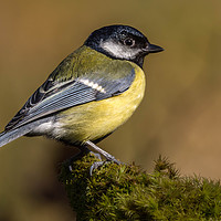 Buy canvas prints of Great Tit by Angela H