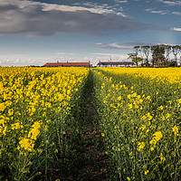 Buy canvas prints of Rapeseed Field by Angela H