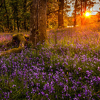 Buy canvas prints of Bluebells in the sunset by Angela H