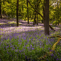 Buy canvas prints of Bluebell Woods by Angela H