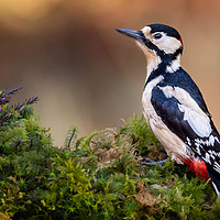 Buy canvas prints of Great Spotted Woodpecker by Angela H