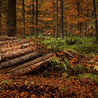 Buy canvas prints of Trees and Logs by Angela H