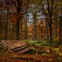 Buy canvas prints of Logs and trees by Angela H