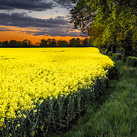 Buy canvas prints of Rapeseed Field by Angela H