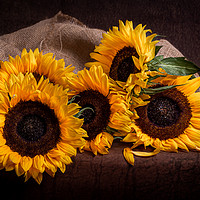 Buy canvas prints of Sunflowers by Angela H