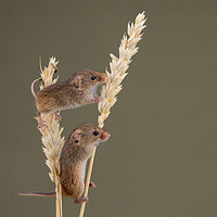 Buy canvas prints of Harvest Mice by Angela H