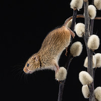 Buy canvas prints of Harvest Mouse by Angela H