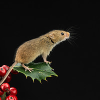 Buy canvas prints of Harvest Mouse by Angela H
