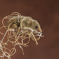 Buy canvas prints of Harvest Mice by Angela H
