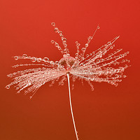 Buy canvas prints of Dandelion clock with waterdrops by Angela H