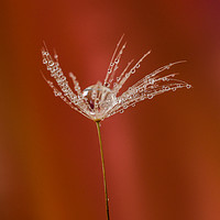 Buy canvas prints of Dandelion clock with waterdrops by Angela H