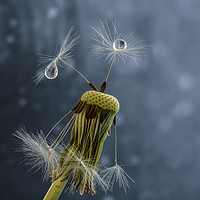 Buy canvas prints of Dandelion Seeds by Angela H