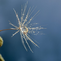 Buy canvas prints of Dandelion Seed by Angela H