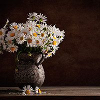 Buy canvas prints of Oxeye Daisies by Angela H