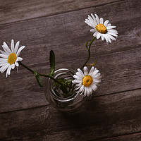 Buy canvas prints of Three Oxeye Daisies by Angela H