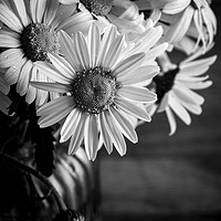 Buy canvas prints of Oxey Daisies black and white by Angela H