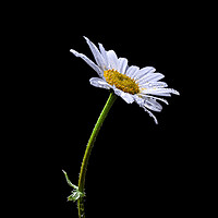 Buy canvas prints of Oxeye daisy colour by Angela H
