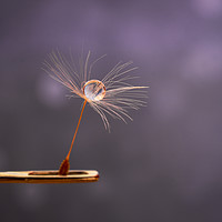 Buy canvas prints of Dandelion Seed on Needle by Angela H