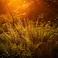 Buy canvas prints of Forest Ferns by Angela H