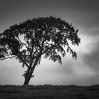 Buy canvas prints of Solitary Tree by Angela H