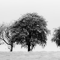 Buy canvas prints of Line of trees by Angela H