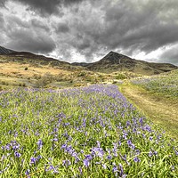 Buy canvas prints of Rannerdale Bluebells by Simon Wells