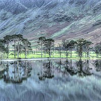 Buy canvas prints of Buttermere Pines by Simon Wells