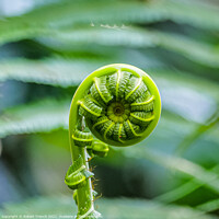 Buy canvas prints of Coiled Nature by Robert Trench