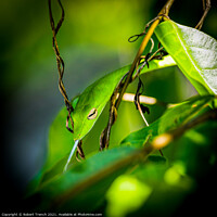 Buy canvas prints of Oriental Whip Snake by Robert Trench