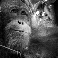 Buy canvas prints of Happy Orangutang by Robert Trench