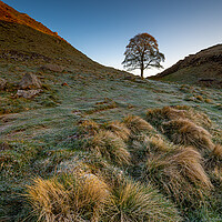 Buy canvas prints of Sycamore tree Hadrian's Wall by Michael Brookes
